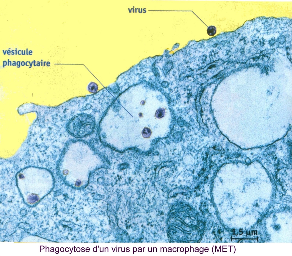 macrophage et virus.jpg